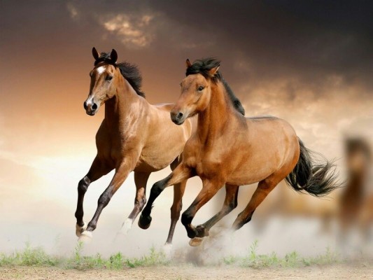 Right Side Running Horse - 800x600 Wallpaper 