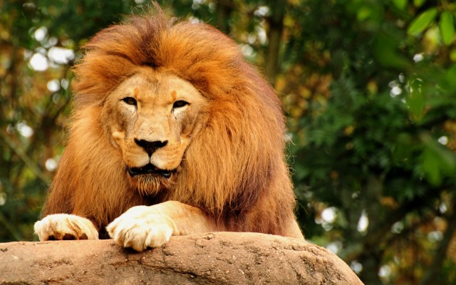 Leon Animal - 1920x1080 Wallpaper - teahub.io