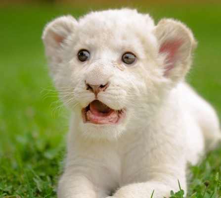 White Lion Cute Lion Cub 805x720 Wallpaper Teahub Io
