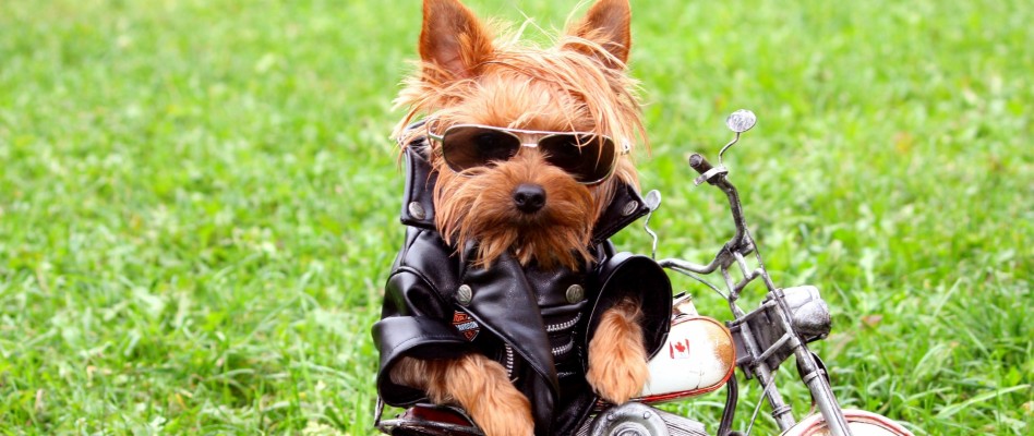 Wallpaper Dog, Biker, Jackets, Leather Jackets, Grass, - Yorkshire