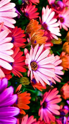 Flowers, 5k, 4k Wallpaper, Hibiscus, Colours - My Soul Shall Be Joyful -  640x1138 Wallpaper 