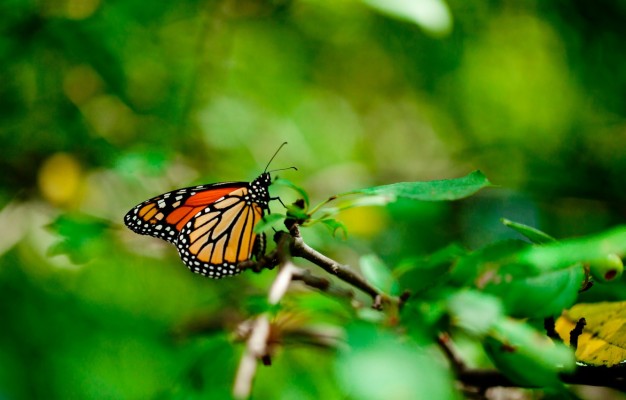 Photo Wallpaper Leaves, Macro, Butterfly, Monarch - Monarch Butterfly