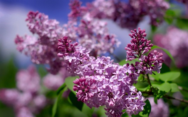 Desktop Backgrounds Lilacs - 1680x1050 Wallpaper - teahub.io