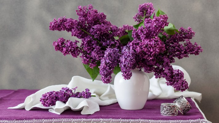 Lilas Fond Ecran Printemps - 2560x1440 Wallpaper - teahub.io