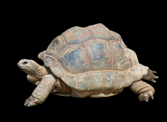 Turtle Tortoise - 960x697 Wallpaper - teahub.io