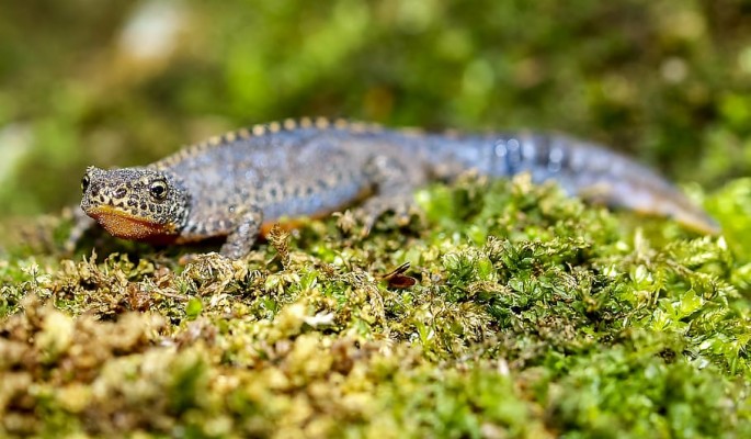 Őrségi Nemzeti Park Alpesi Gőte - 910x531 Wallpaper - Teahub.io