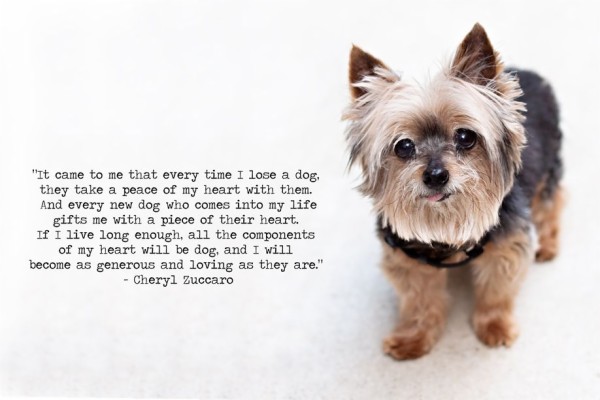 rip-quotes-for-pet-918x612-wallpaper-teahub-io