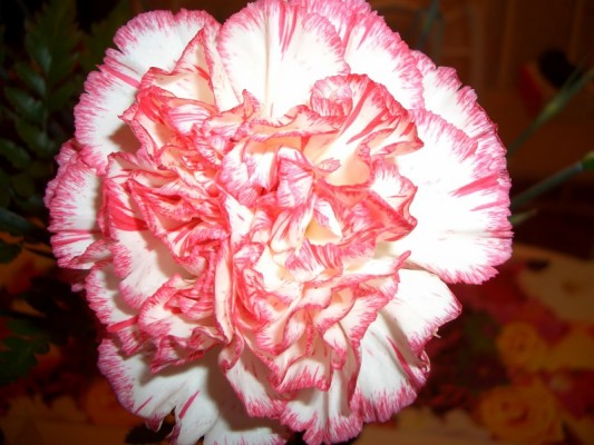 Wallpaper - Carnation Wallpaper Hd - 1920x1200 Wallpaper - teahub.io