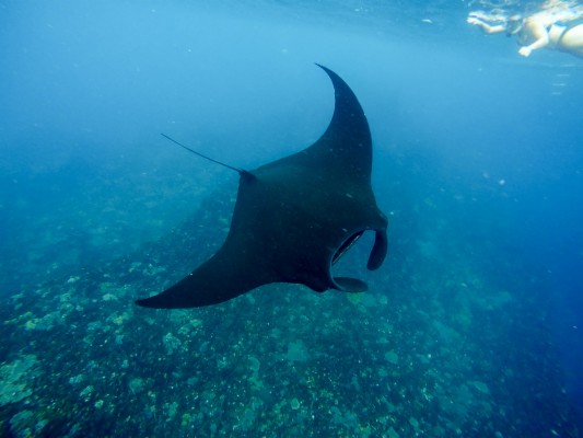 Manta Bay Nusa Lembongan - 1400x1050 Wallpaper - teahub.io