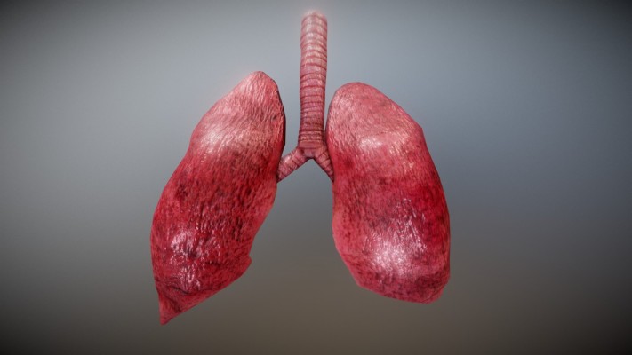 Lungs 3d Model Free - 1920x1080 Wallpaper - teahub.io