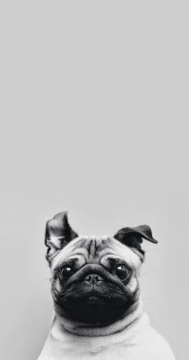 Fondos De Pantalla De Perros Pug - 960x960 Wallpaper - teahub.io