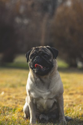 Ảnh Nền Điện Thoại Chó Pug  - HD Wallpaper