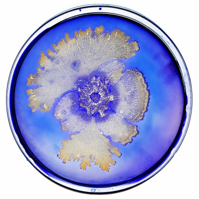 Bacteria Petri Dish Png - 2000x2000 Wallpaper - teahub.io