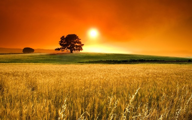 Landscape, Farm, Sunny Day, Trees, Wallpaper - Farm Background For Ipad ...