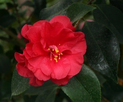 Japanese Camellia - 9426x3943 Wallpaper - teahub.io