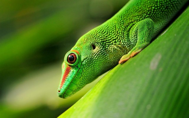 Gecko 4k Wallpaper - Crested Gecko Shirt - 3840x2160 Wallpaper - teahub.io