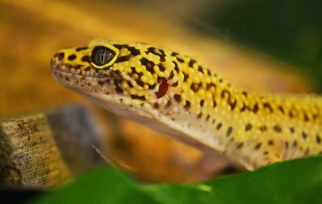 Albino Leopard Gecko, Fondos, Reptile Wallpapers - Tangerine Rainwater