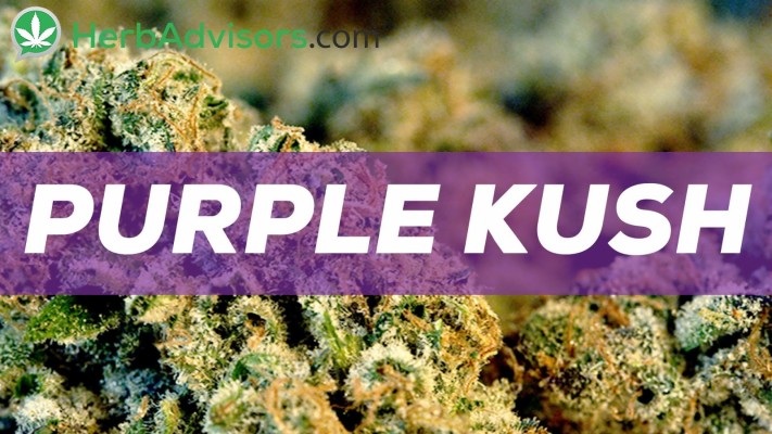 Marine Biology - 1920x1080 Wallpaper - teahub.io