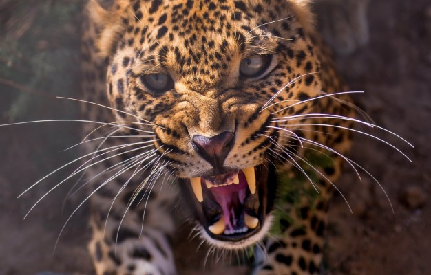 Roaring Leopard - 1920x1200 Wallpaper - teahub.io