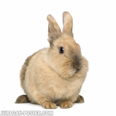 Rabbit Jual Poster Di Juragan Poster - Rabbit - 1000x1000 Wallpaper ...