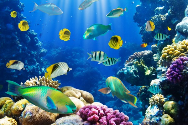 Underwater With Damsel Fish & Plants Wallpaper - Ocean Coral Reef Fish ...