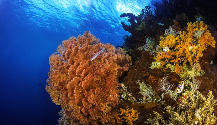 Coral Reef In Sea Bed - 5985x3456 Wallpaper - teahub.io