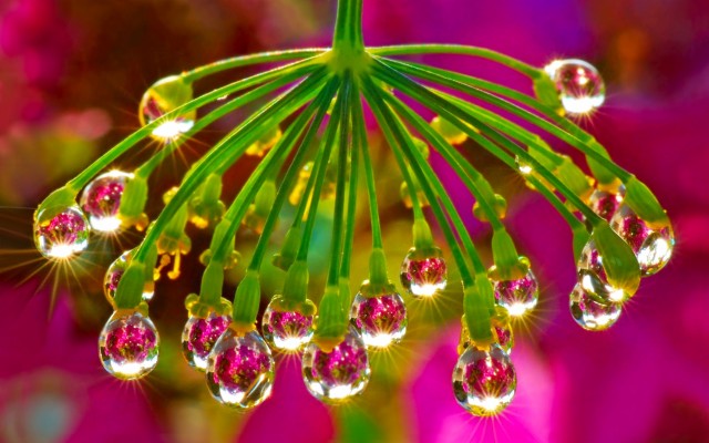 Water Drop Flower Image Wallpaper Hd - 768x1280 Wallpaper - teahub.io