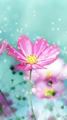 Winter Flowers Cover Photo For Facebook - 576x1024 Wallpaper - teahub.io