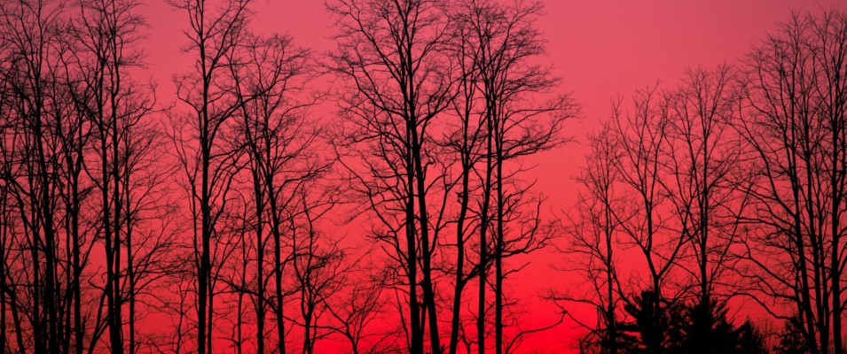 Red Sky, Forest, Tree Silhouette - Red Sky Forest - 3440x1440 Wallpaper