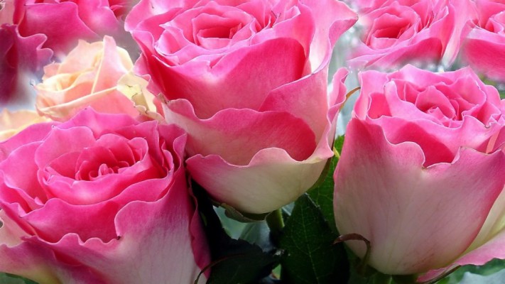 All Colours Rose Wallpapers - Garden Roses - 1060x596 Wallpaper - teahub.io