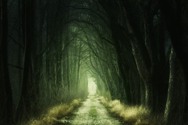 Photo Wallpaper Mysterious Forest Rite Of Passage 1500x1000 Wallpaper Teahub Io