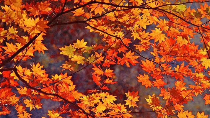 35 Beautiful Autumn Leaves Hd Wallpapers - 1920x1080 Wallpaper - teahub.io