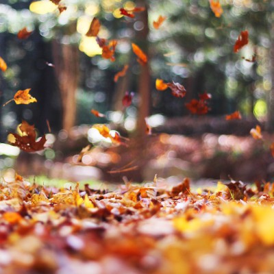 Fall Backgrounds For Ipad - 1024x1024 Wallpaper - teahub.io