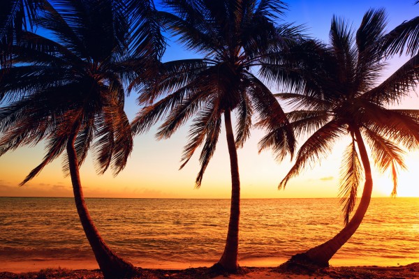 Miami Palm Tree Sunset - 1600x1200 Wallpaper - teahub.io