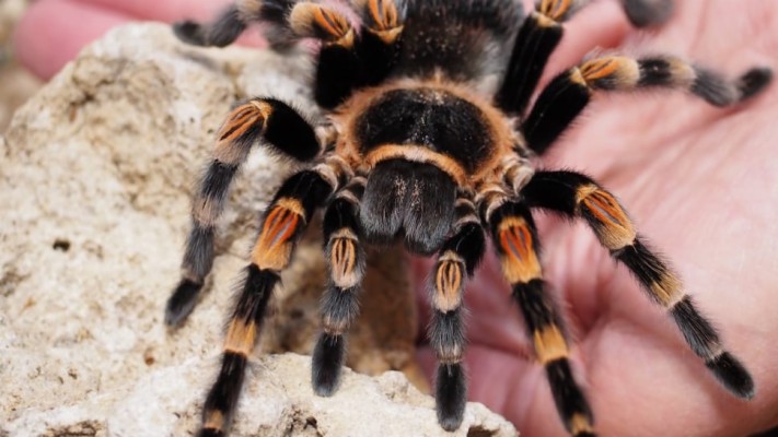 Mexican Red Knee Tarantula Preview - Black And Orange Tarantulas