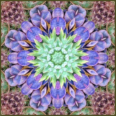 Stonecrop Family - 1400x1050 Wallpaper - teahub.io