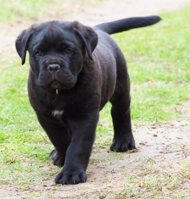 Cane Corso - Cane Corso Dog Puppy - 800x836 Wallpaper - teahub.io