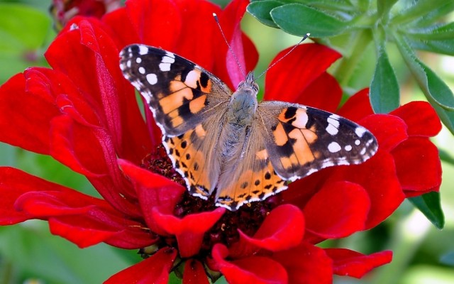 Painted Lady Butterfly 2455x1534 Wallpaper Teahub Io   362 3623713 Painted Lady Butterfly 