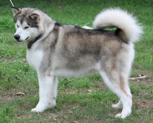 Alaskan Malamute - Alaskan Malamute Image Download - 2145x1718 ...