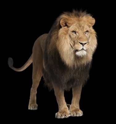 Lion Png Image, Free Image Download, Picture, Lions - Animal Lion White  Background - 1024x1087 Wallpaper 
