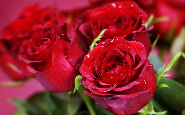 Download Red Rose Free Download Wallpapers and Backgrounds , Page 3 -  teahub.io