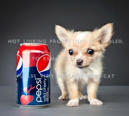 Chiwawa Wallpapers - 1280x1024 Wallpaper - teahub.io