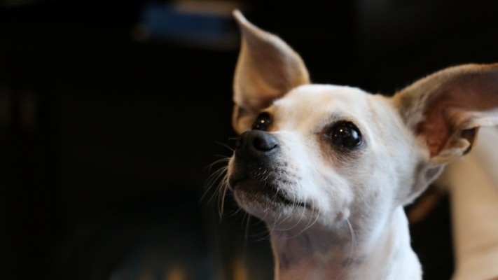 chihuahua with muzzle