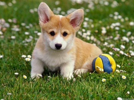 Corgi Puppy Wallpaper Wallpaper cute Dogs And Puppies - Cutest Baby Dog ...