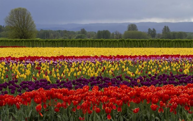 Colorful Flowers Field Wallpaper,flowers Hd Wallpaper,colors - Campo De ...