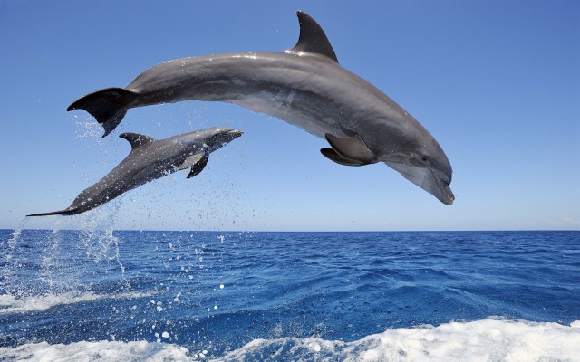 Dolphins 3d Screensaver Amp Live Wallpaper Hd - Dolphin Screen Saver -  1280x720 Wallpaper 