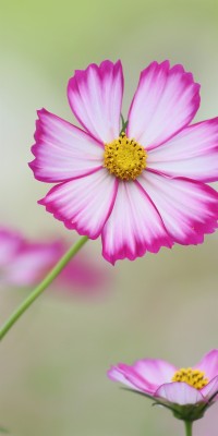 Cosmos Flower Wallpaper Hd - 1024x640 Wallpaper - teahub.io