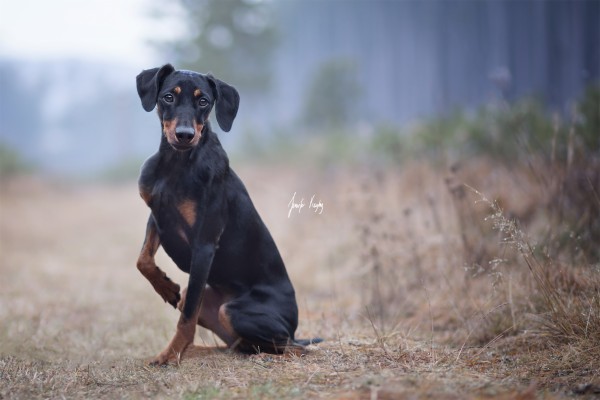 Doberman With Gun - 611x960 Wallpaper - teahub.io