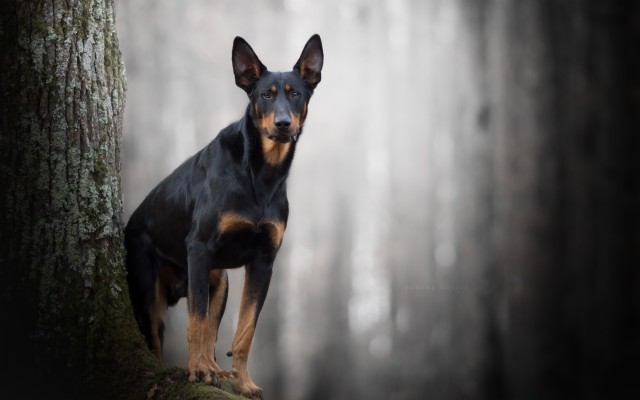 Doberman Pinscher Wallpaper - Doberman Pinscher - 1920x1200 Wallpaper
