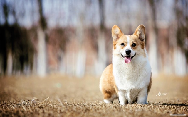 Free Animal Wallpaper - Corgi - 1920x1200 Wallpaper - Teahub.io